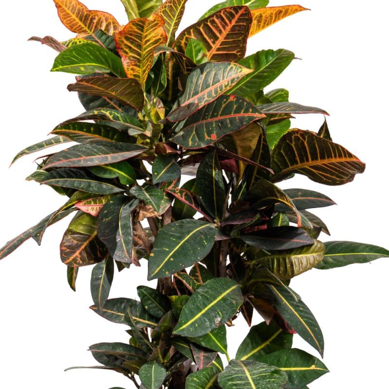 Croton in Artful Pot