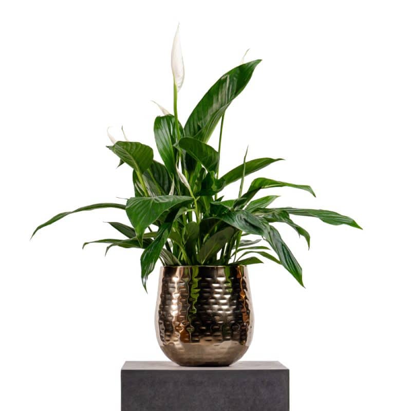 Spathiphyllum in Luxe Pot