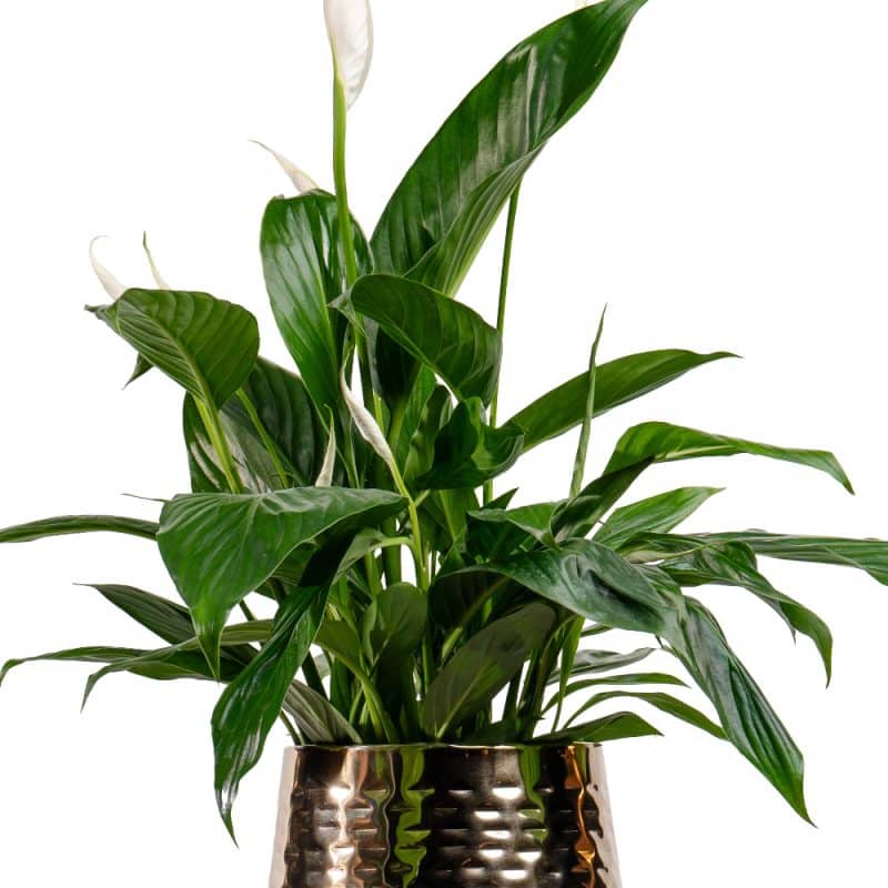 Spathiphyllum in Luxe Pot