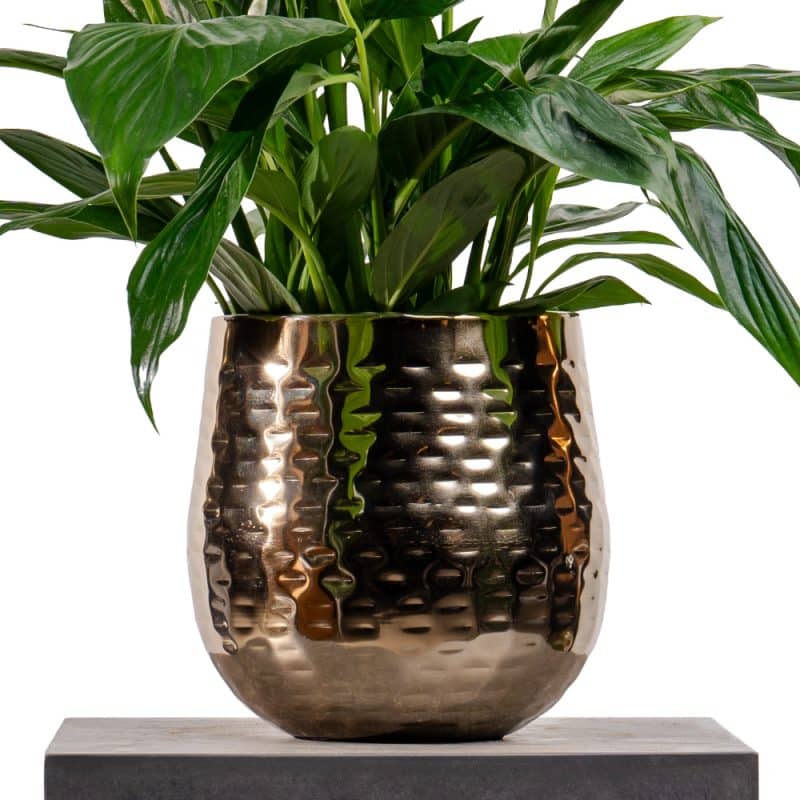 Spathiphyllum in Luxe Pot