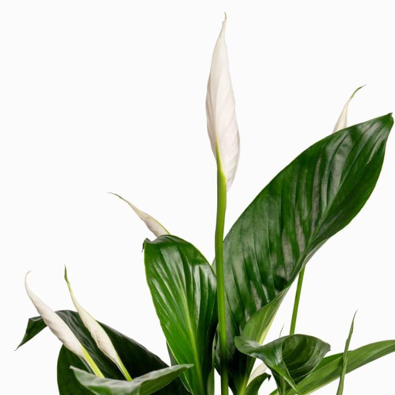 Spathiphyllum in Luxe Pot