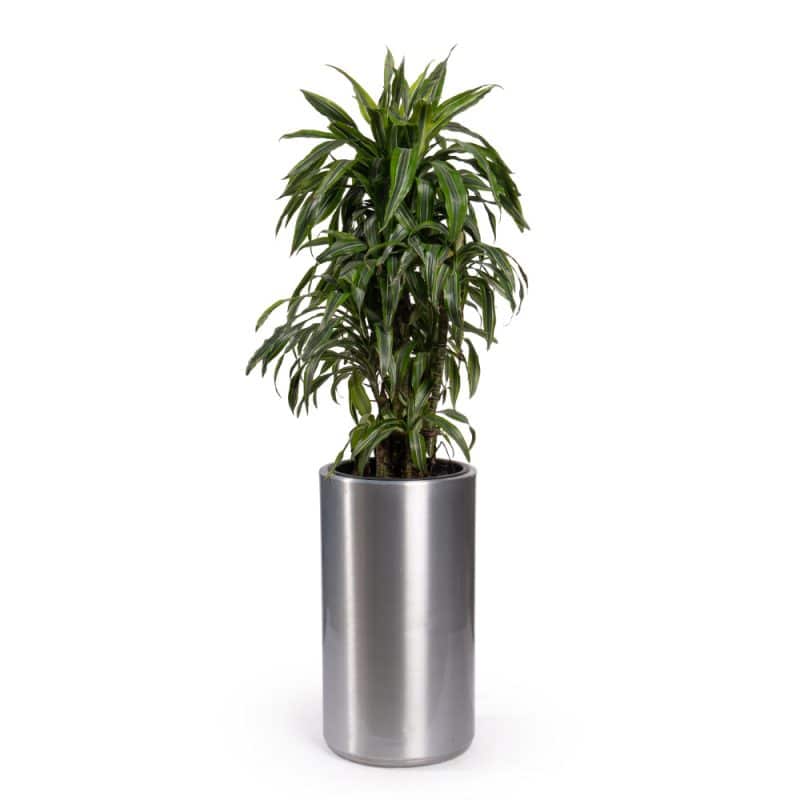 Majestic Metal Pot Dracaena