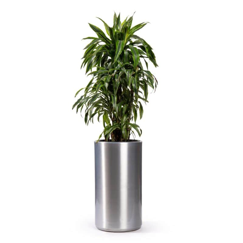 Majestic Metal Pot Dracaena