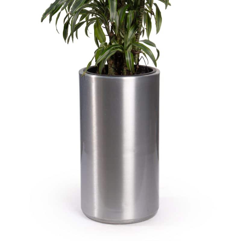 Majestic Metal Pot Dracaena