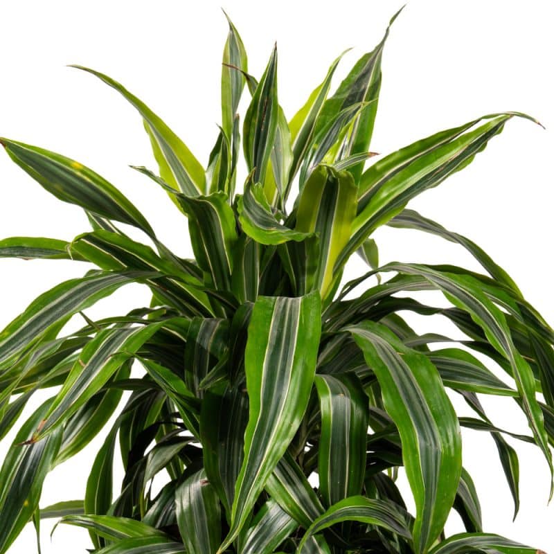 Majestic Metal Pot Dracaena