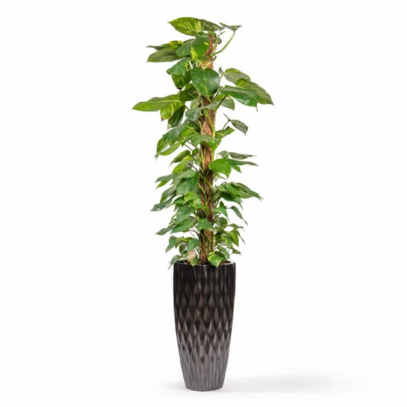 Large Money Plant (Epipremnum) in Artistic Pot