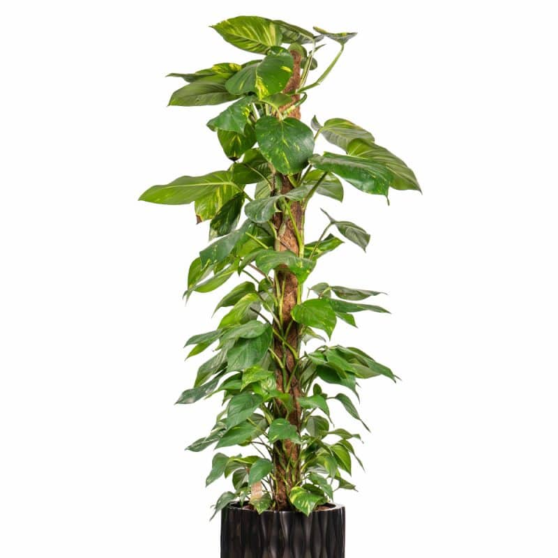 Large Money Plant (Epipremnum) in Artistic Pot