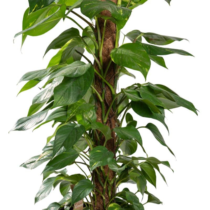 Large Money Plant (Epipremnum) in Artistic Pot