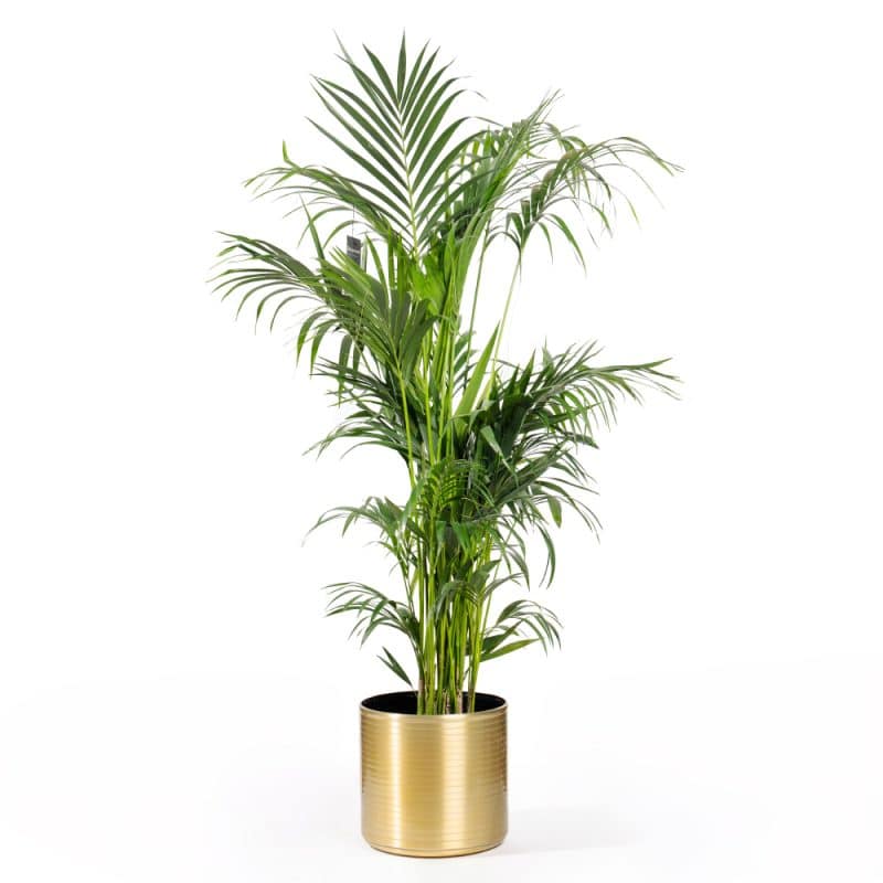 Majestic Golden Areca Palm