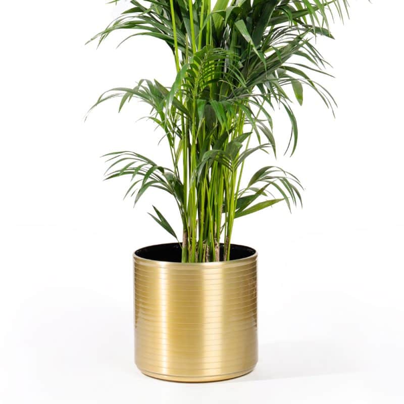 Majestic Golden Areca Palm