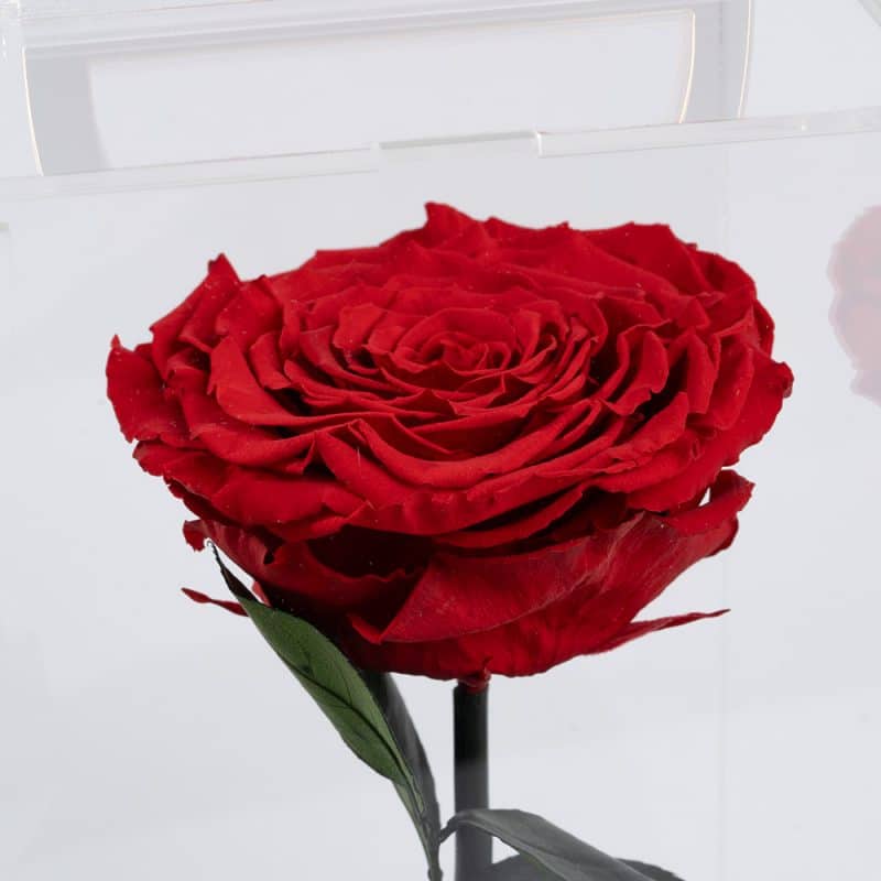 Preserved red roses in a luxurious box