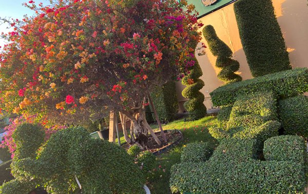 garden centre with shrubs