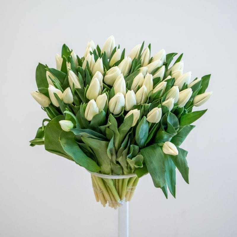 White Tulips