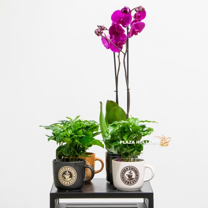Coffee plants phalaenopsis orchids and three coffee plants