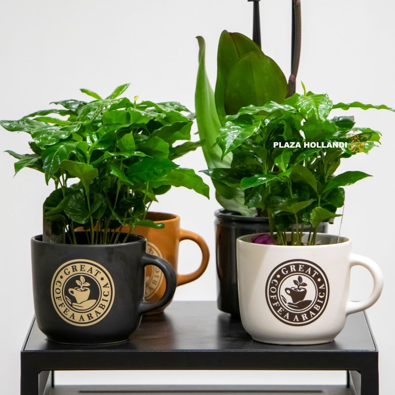 Coffee plants Coffee plants in a coffee cup