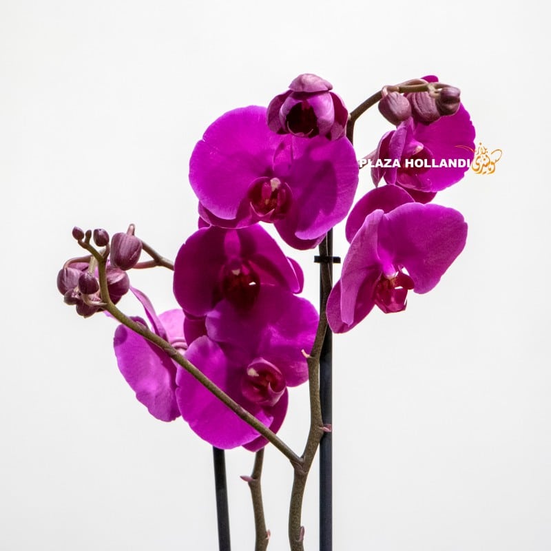 Purple phalaenopsis plant close up of Phalaenopsis orchid plant