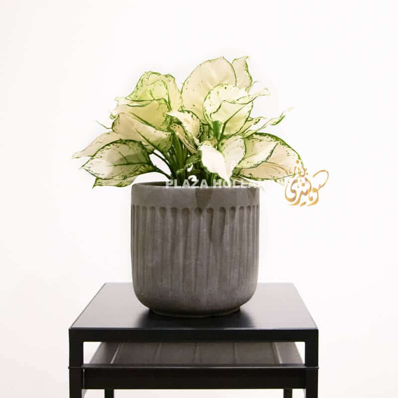 Aglaonema White Aglaonema plant