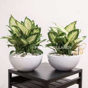 dieffenbachia plants