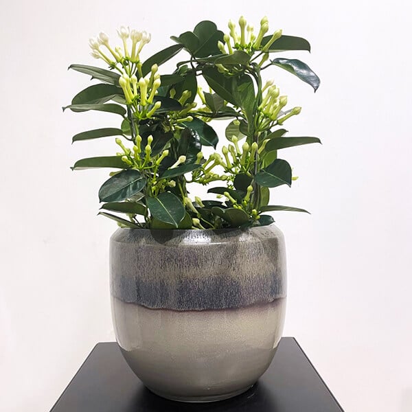 H 600 Stephanotis plant in a grey pot