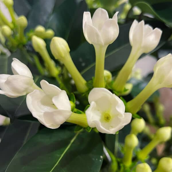 H1 600 Close up of stephanotis plant