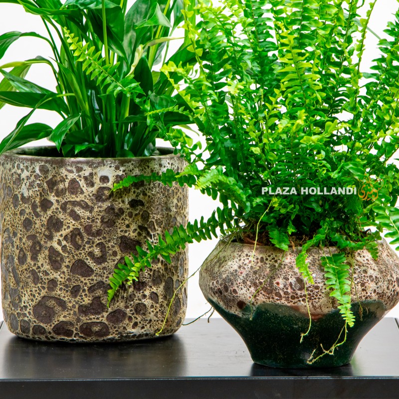 8.1 close up of Fern and spathyphillium plant