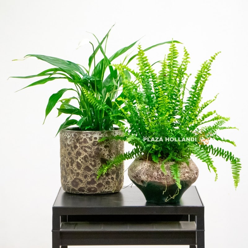 8 Fern and spathyphillium plant