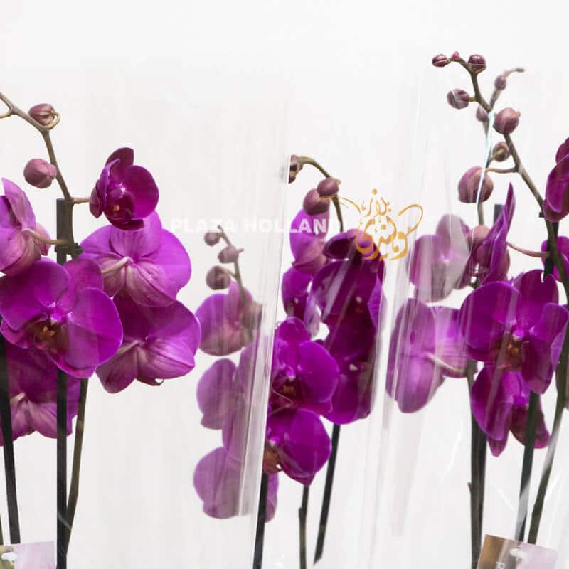 GC 12 purple orchids