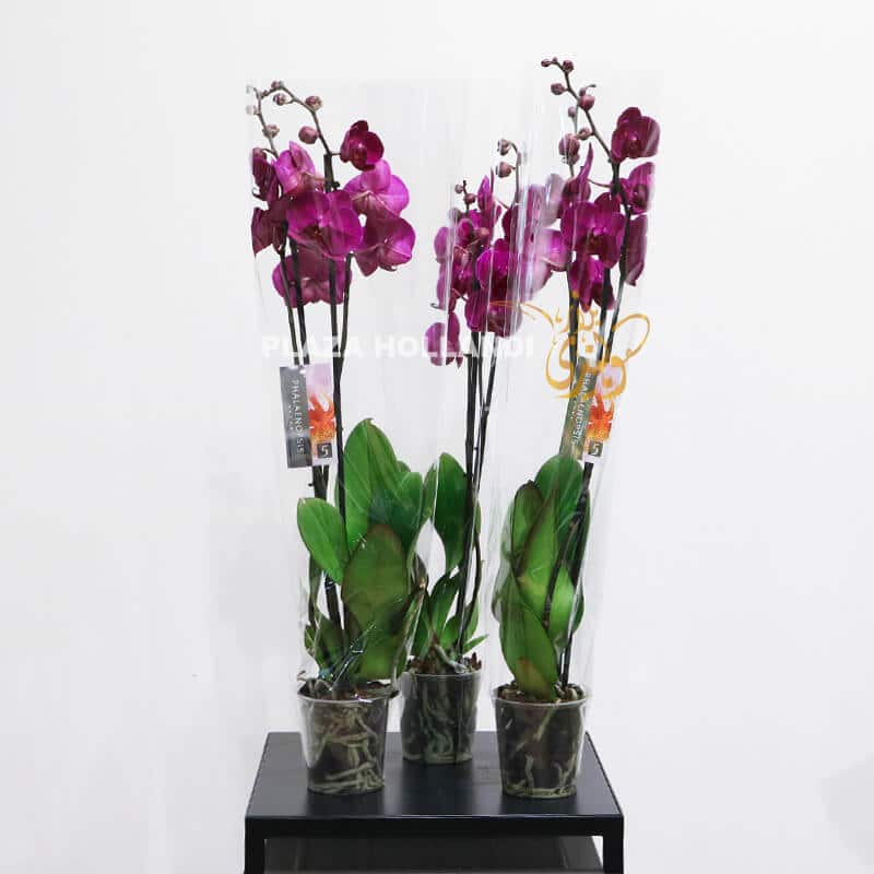 GC 13 Purple Phalaenopsis orchids