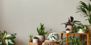 Indoor plants arranged in the house