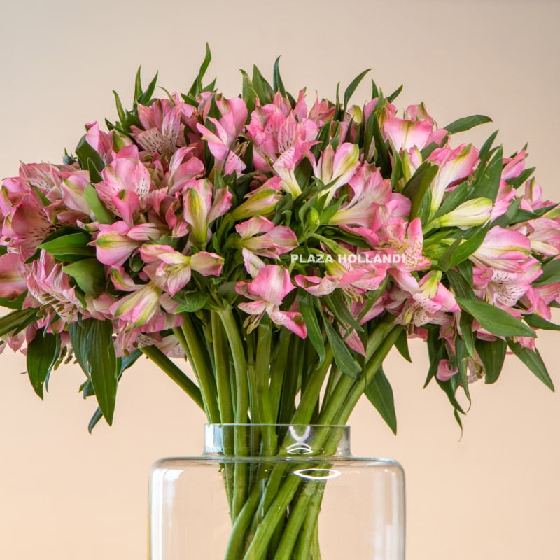 1.2 close up of alstroemeria flowers