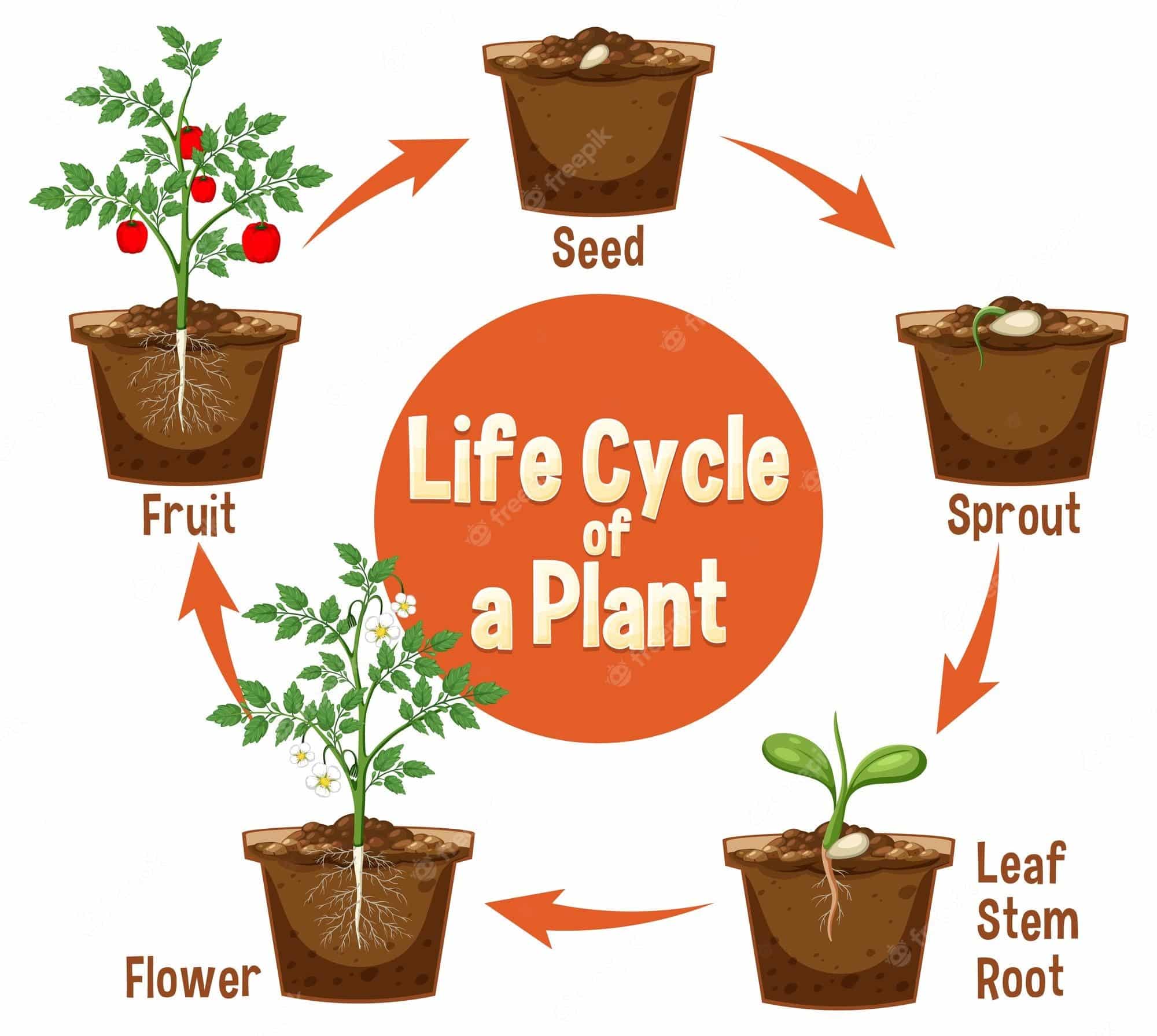 plants life cycle