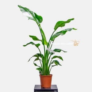 Strelitzia plant
