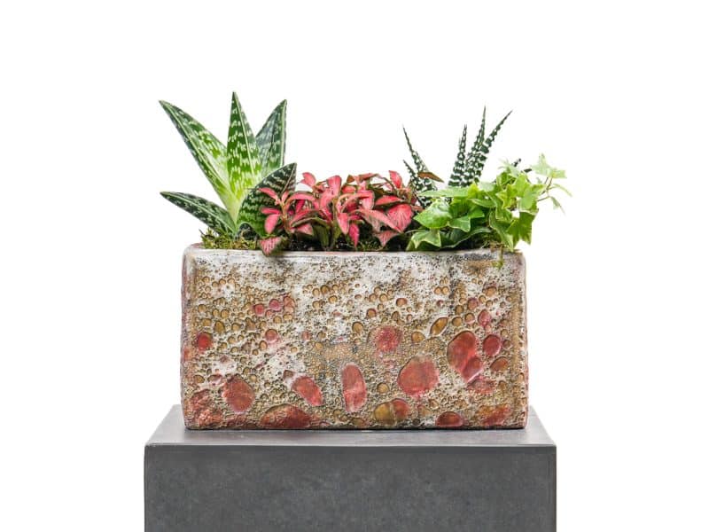 Evergreen Quartet: Fittonia, Hedera, Haworthia, Aloe Vera Ensemble