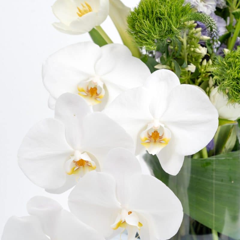 Baby Boy : Tulips, Roses with Pistachio Filled Chocolates