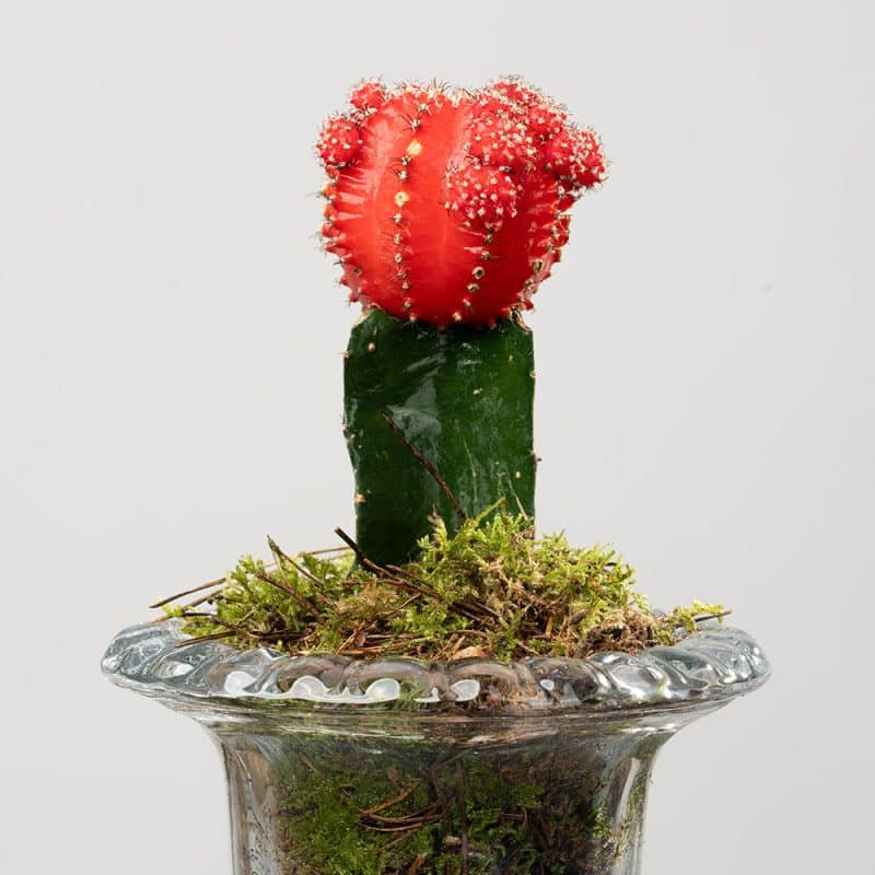 Cactus Elegance 33 CM