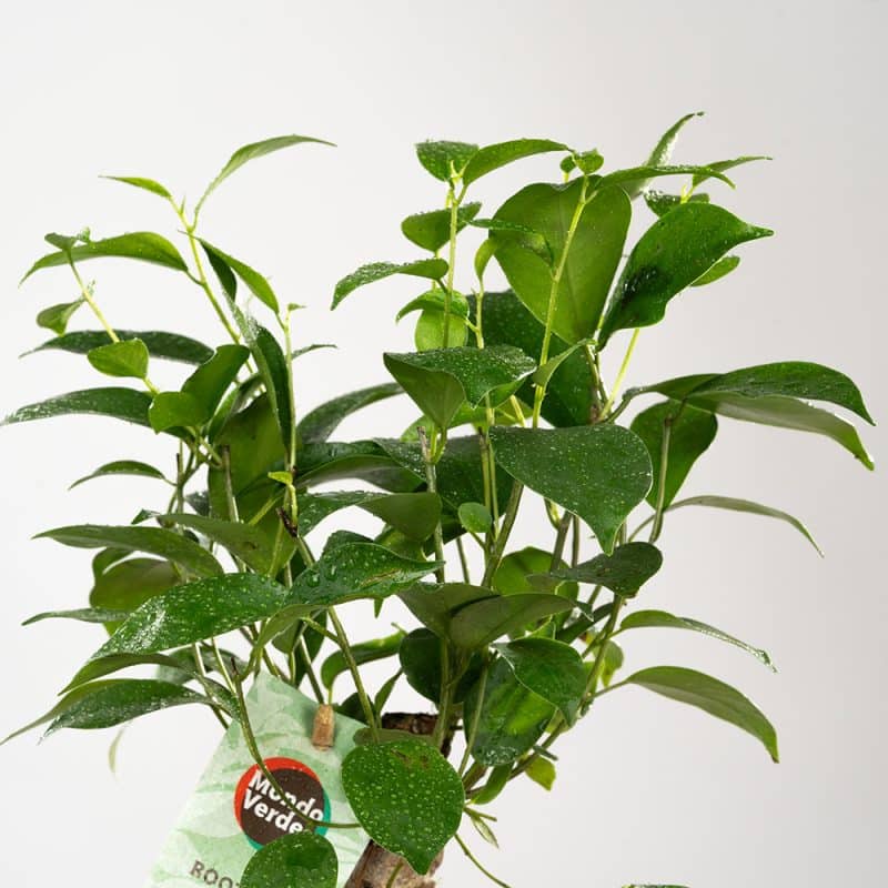 Pot of Ficus Beauty -37CM