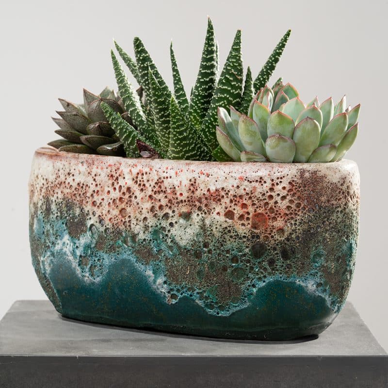 Succulent Splendor in a Pot