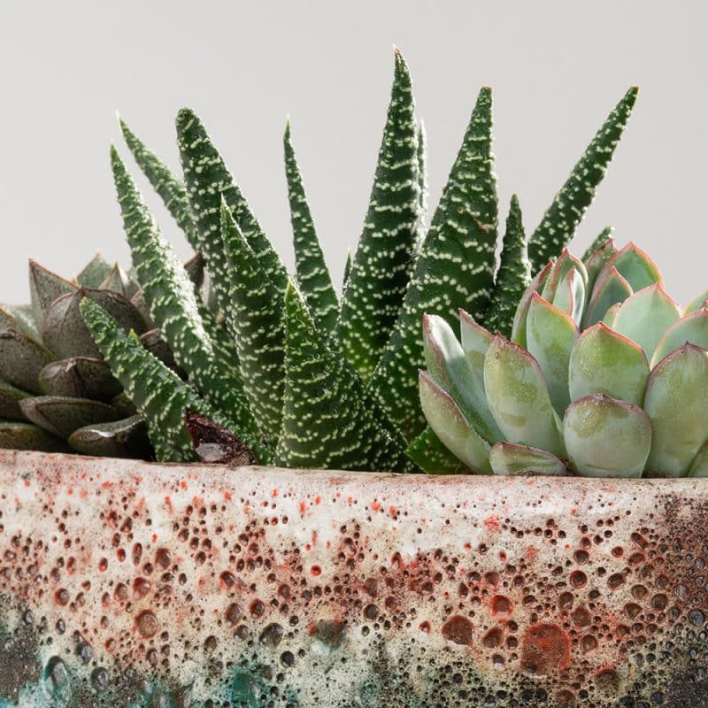 Succulent Splendor in a Pot