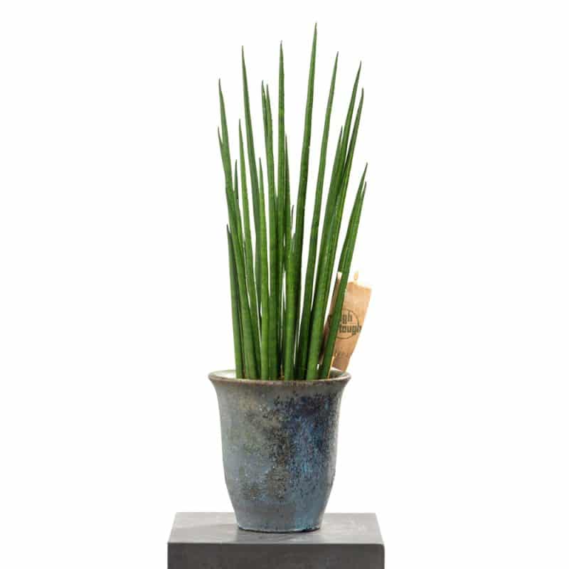 47cm Sansevieria Green Guardian