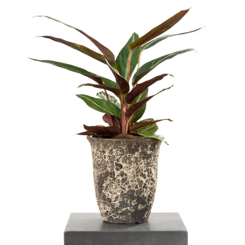 Pot of Calathea Bliss - 50CM