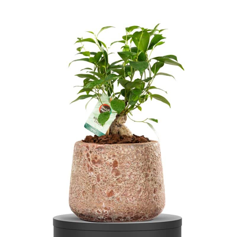 Pot of Ficus Beauty -37CM