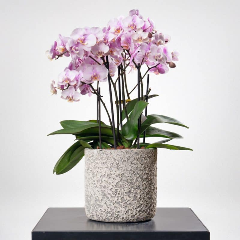 Phalaenopsis in a Terracotta Pot