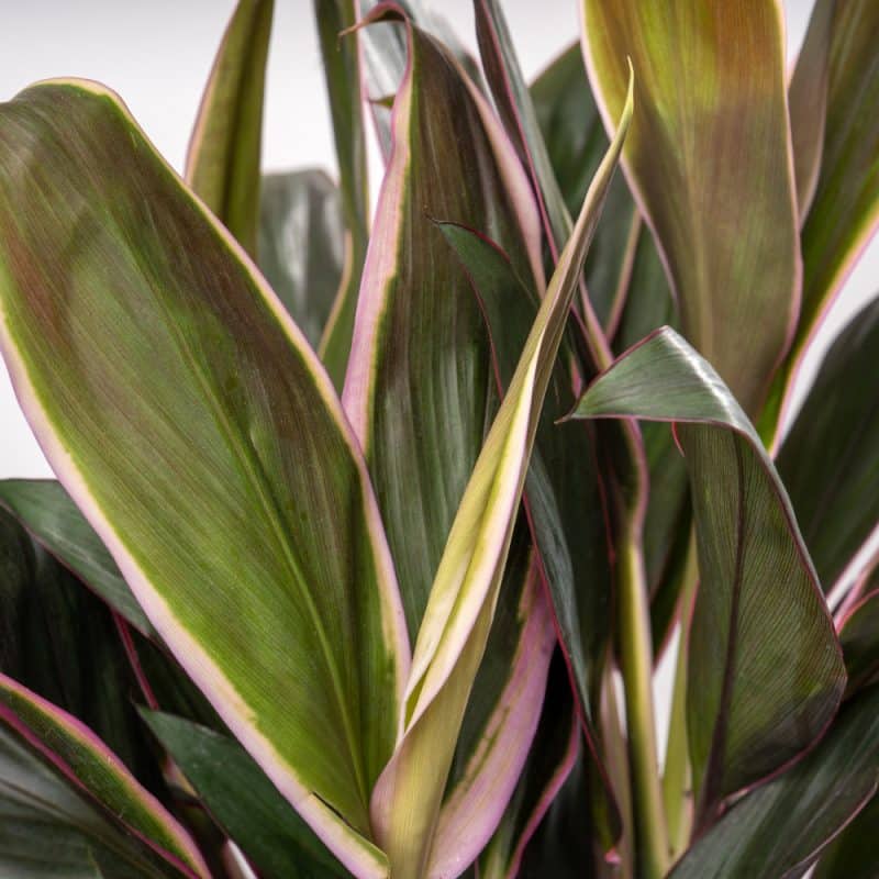 Cordyline Plant in a Terracotta Ceramic Pot