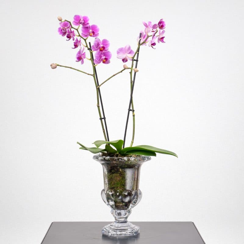 Phalaenopsis glass vase