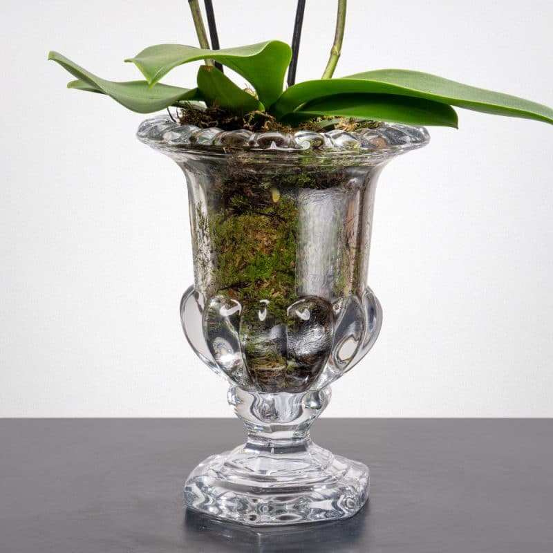 Phalaenopsis in a Glass vase