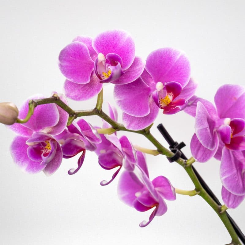 Phalaenopsis in a Glass vase