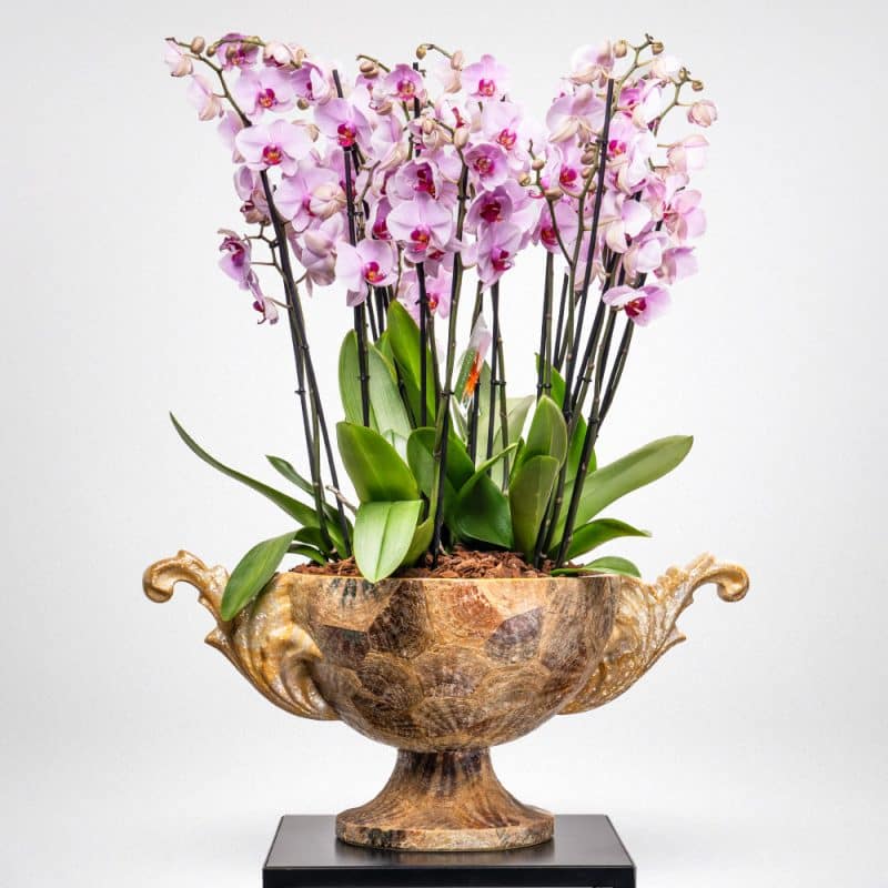 Elegant Phalaenopsis Orchid in Decorative Planter