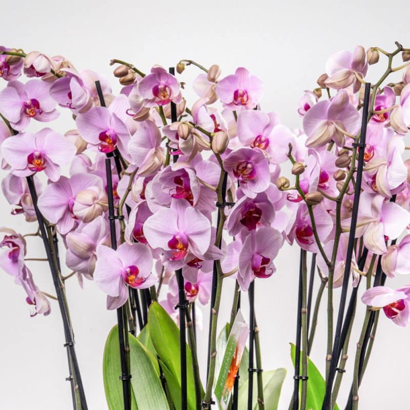 Elegant Phalaenopsis Orchid in Decorative Planter