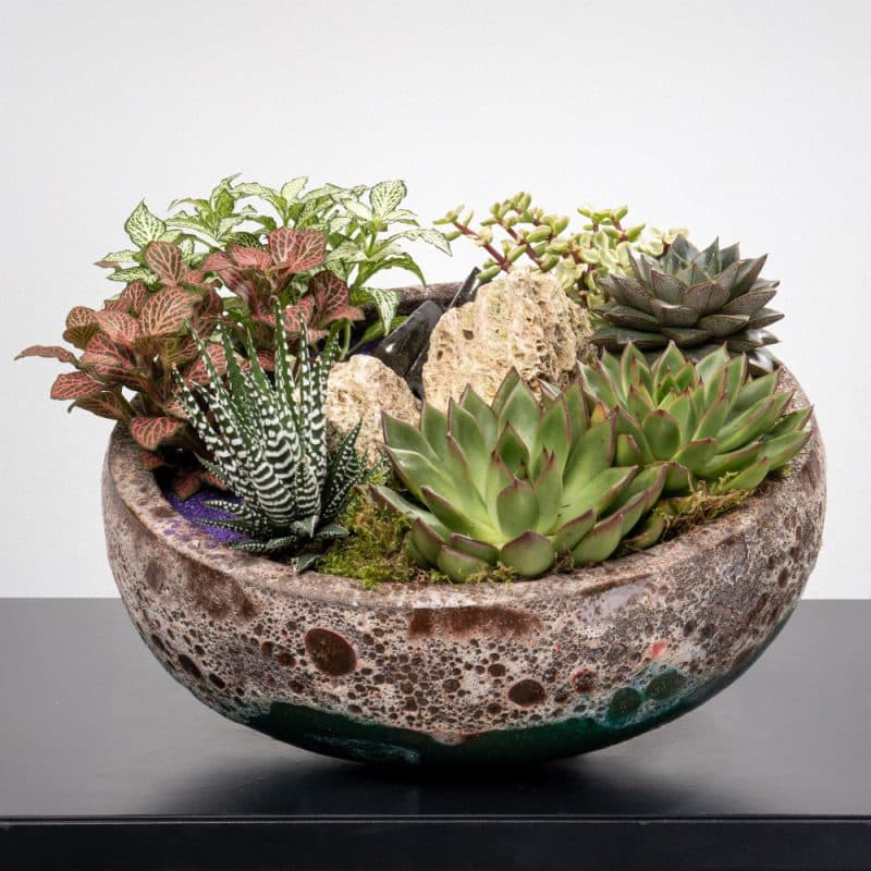 Succulent Garden: Echeveria, Fittonia and More