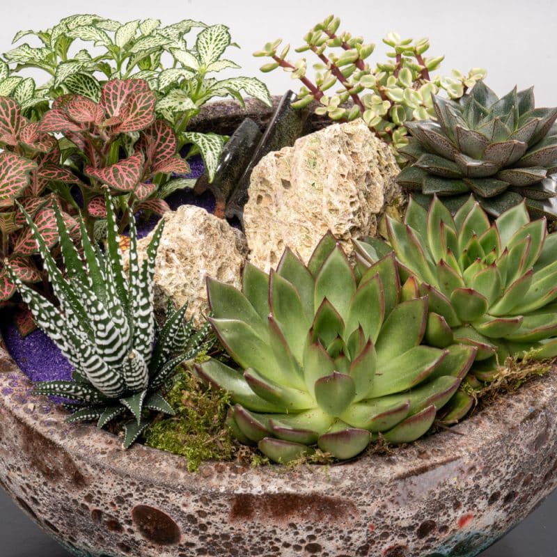 Succulent Garden: Echeveria, Fittonia and More